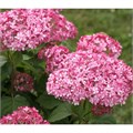 Гортензия древовидная Мэджикал Пинкербелль (Magical Pinkerbell) go25-3 - фото 30310 Гортензия древовидная Мэджикал Пинкербелль (Magical Pinkerbell) go25-3 - фото 30310