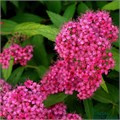 Спирея японская Фробели (Froebelii) Graf11-24-9