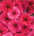 №150 Петуния Supertunia Vista Paradise 150