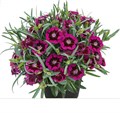 Гвоздика TOUCH Berry Touch (Ягодное прикосновение) 20353 - фото 30732