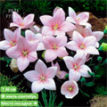 Платикодон (Ширококолокольчик) крупноцветковый  Астра Пинк (Astra Pink) 20306 - фото 30765