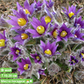 Прострел обыкновенный Виолет Беллз (Bells Violet) 20308 - фото 30770