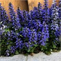 М43 Живучка Блуберри Маффин (BLUEBERRY MUFFIN) М43-25 - фото 30799