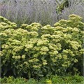 М21 Седум (очиток) гибридный Рокн Гроу Лемонджейд (Rock 'N Grow Lemonjade) 21/37112 - фото 30980