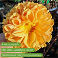 Георгина помпонная жёлто-оранжевая. 8996 - фото 31037
