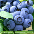 Голубика Денис Блю (Denis Blue) BL25-02 - фото 31102