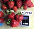 Клубника Априка 24901 - фото 31124