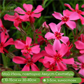 Флокс шиловидный Скарлет флейм (Scarlet Flame) 24900 - фото 31125