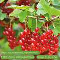 Смородина красная Ролан OTEOQ4RwjsWkzEfNw8-sg0 - фото 31132