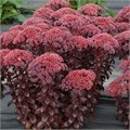 М05 Седум (очиток) Дарк Меджик (Dark Magic) 05/37107 - фото 31164