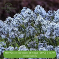 Амсония табернемонтана (Amsonia tabernaemontana) 24979 - фото 31349