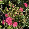 Роза полиантовая почвопокровная Роза Лавли фейри (Lovely Fairy) Kors0923-36 - фото 31351