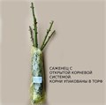 Роза китайская/бенгальская Виридифлора (Viridiflora) | Bambridge&Harrison, 1845 fs25-23 - фото 31472