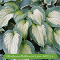 Хоста Марджис Энджел (Margie`s Angel) 25056 - фото 31490