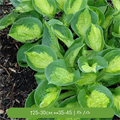 Хоста Покетфул оф Саншайн (Pocketful of Sunshine) 25061 - фото 31496