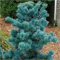 Сосна мелкоцветковая Негиши 25070 - фото 31513