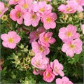 Лапчатка кустарниковая Пинк Квин (Pink Qeeun) J8gtk8EHi68rgKRKbgjee3 - фото 31543