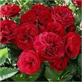 Роза флорибунда Ред Леонардо да Винчи (Red Leonardo da Vinci) | Meilland Франция, 2003 fs25-51 - фото 31609