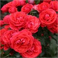 Роза флорибунда Черри Герл (Cherry Girl) | W. Kordes & Sons Германия, 1997 fs25-54/kw25-18 - фото 31615