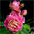 Роза шраб Сантенер Де Л`Ей-Ле (Centenaire De L'haÿ-Les-Roses) | Dominique Massad Франция, 2004 fs25-77 - фото 31637
