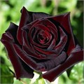 Роза чайно-гибридная Блэк Баккара (Black Baccara) | Meilland, 2004 fs25-60 - фото 31667