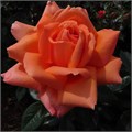Роза чайно-гибридная Харт оф Голд (Heart of Gold) | Anne G. Cocker Шотландия, 2001 kw25-16 - фото 31697