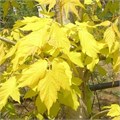 Клен ясенелистный Келлис голд (Kelly's Gold) go25-21 - фото 31713