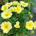 Лапчатка кустарниковая Лемон Меринг (Lemon Merinque) go25-25 - фото 31717