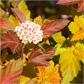 Пузыреплодник Эмбер Джубили (Amber Jubilee) go25-28 - фото 31718