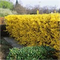 Форзиция яйцевидная Носерн Голд (Northern Gold) go25-40 - фото 31724