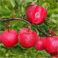 Яблоня Ред Кетти (Red Ketty) go25-45 - фото 31728
