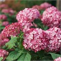Гортензия древовидная Руби Аннабель (Ruby Annabelle) rashag6 - фото 31731