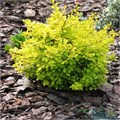 Барбарис Тунберга Аурея (Aurea) VSESOR25-2 - фото 31733