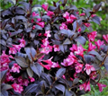 Вейгела Блэк Руби (Black Ruby) VSESOR25-8 - фото 31738