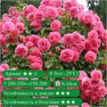 Роза плетистая Розариум Ютерзен (Rosarium Uetersen) | Kordes, 1977 FS25-22z - фото 31745