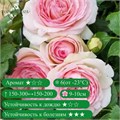 Роза плетистая Пьер Де Ронсар (Rose Pierre De Ronsard) | Meilland, 1987 fs25-20z (33, 151) - фото 31747
