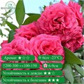 Роза плетистая Маритим (Maritim) | Evers Германия, 2007 fs25-17z (31, 70) - фото 31753