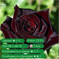 Роза чайно-гибридная Блэк Баккара (Black Baccara) | Meilland, 2004 fs25-60z (71, 73, 105, 115) - фото 31767