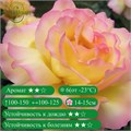 Роза чайно-гибридная Глория Дей (Gloria Dei) | Meilland, Франция, 1945 KW26-17