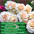Роза чайно-гибридная Чандос Бьюти (Chandos Beauty) | Harkness Великобритания, 2005 fs25-68z (72,85,9,39,50,119) - фото 31774