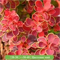Барбарис Руби Стар (Ruby Star) VSESOR25-7 - фото 31784