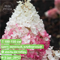 Гортензия метельчатая Строберри Блоссом (Strawberry Blossom) go25-13 - фото 31792