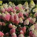 Гортензия метельчатая Строберри Блоссом (Strawberry Blossom) go25-13 - фото 31793 Гортензия метельчатая Строберри Блоссом (Strawberry Blossom) go25-13 - фото 31793