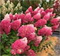 Гортензия метельчатая Строберри Блоссом (Strawberry Blossom) go25-13 - фото 31794 Гортензия метельчатая Строберри Блоссом (Strawberry Blossom) go25-13 - фото 31794