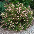 Лапчатка кустарниковая Пинк Квин (Pink Qeeun) go25-26