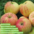 Яблоня Балтика spp25-12 - фото 31839