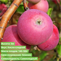 Яблоня Рождественское spp25-16 - фото 31844