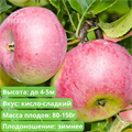 Яблоня Уэлси spp25-17 - фото 31845