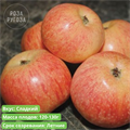 Яблоня Конфетное spp25-3 - фото 31857
