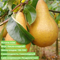 Груша П.Яковлева + Видная spp25-40 - фото 31865